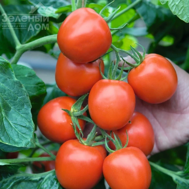 Ричи F1 / Ritchy F1,62-65 дней фото 1