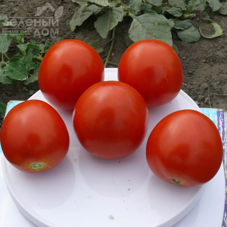 1855 F1 / 1855 F1, 80 днів фото 2