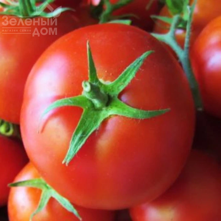 Диадема F1 / Diadema F1,110-115 дней фото 1