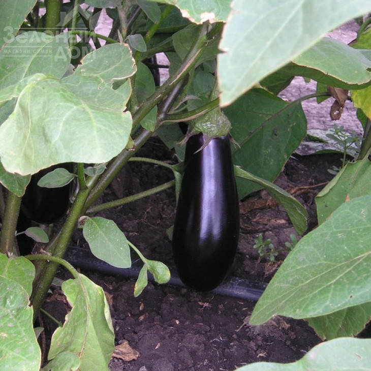 Фабіна F1 / Fabina F1,70-75 днів фото 2