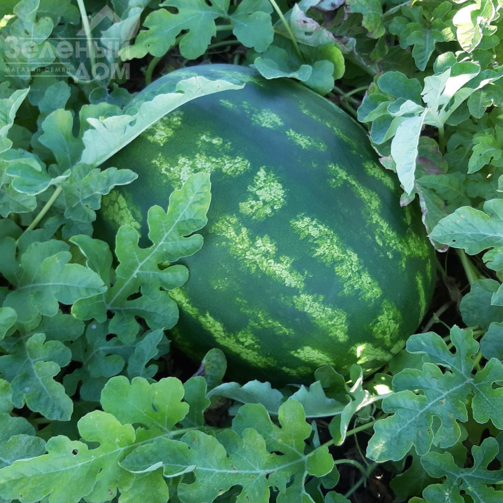 Брендон F1 / Brandon F1, 62-65 днів фото 1