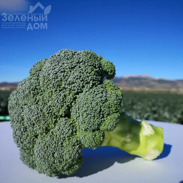 Персеус F1 / Perseus F1, 70-80 дней фото 4