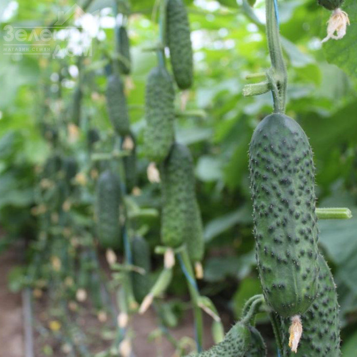 СВ 3506 CV F1 / SV 3506 CV F1,40-45 днів фото 3