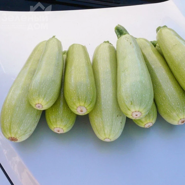 Муфаса F1 / Mufasa F1,45-48 дней фото 3