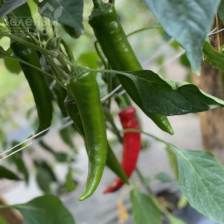 Тойо F1 / Toyo F1, 55 дней фото 3