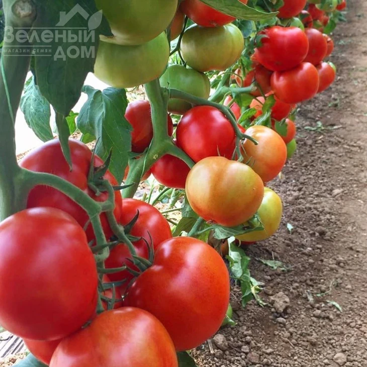 Прайд F1 / Prayd F1,100 дней фото 2