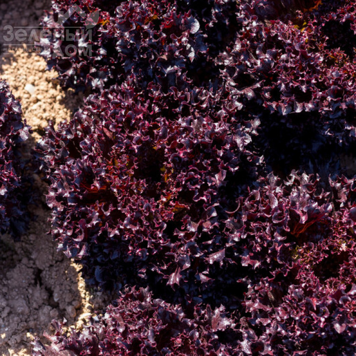 Скамандер / Scamander фото 1