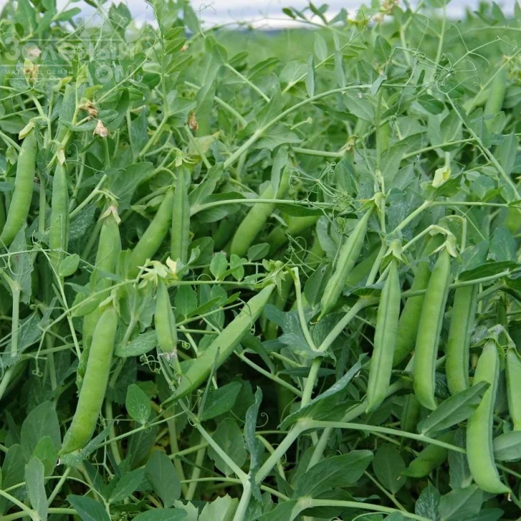 Йохан / Johan  фото 2