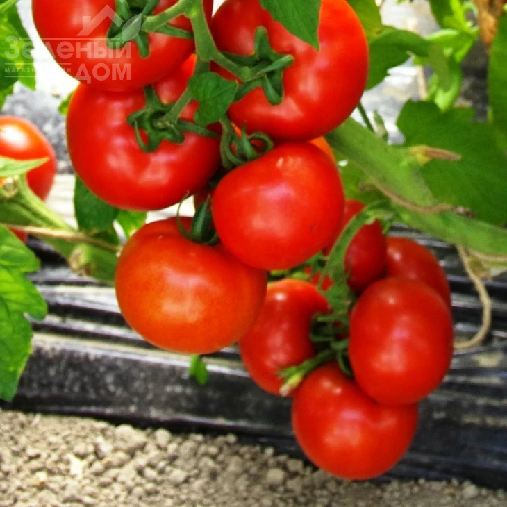 Аттия F1 / Attiya F1,105 дней фото 1