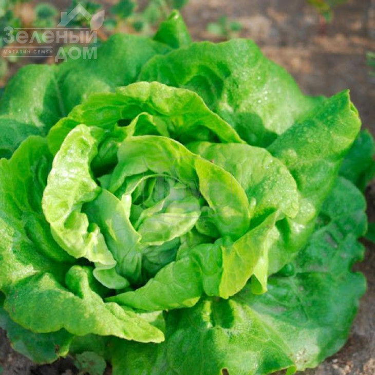 Куала F1 / Kuala F1,75-80 днів фото 2