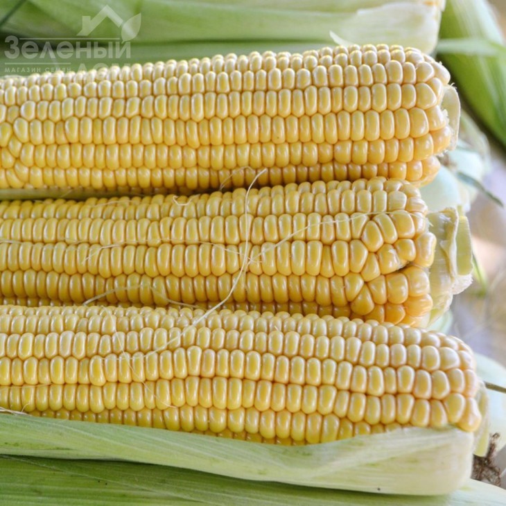 Страйк F1 (1525 F1) / Strayk F1 (1525 F1),72 дні фото 1