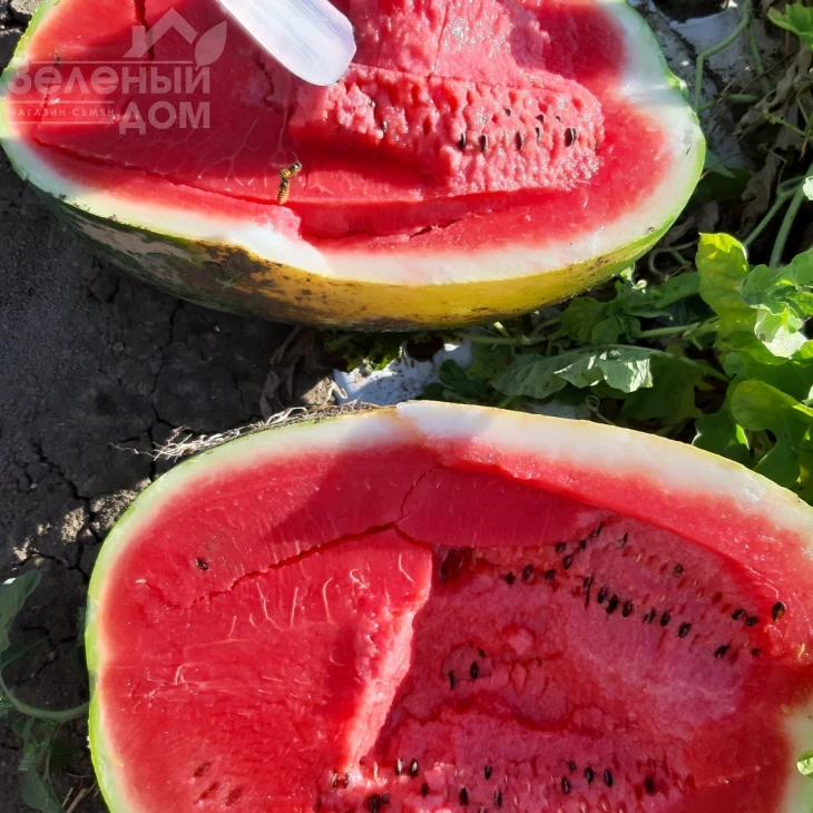 Фонтана F1 / Fontana F1, 65-67 дней фото 3