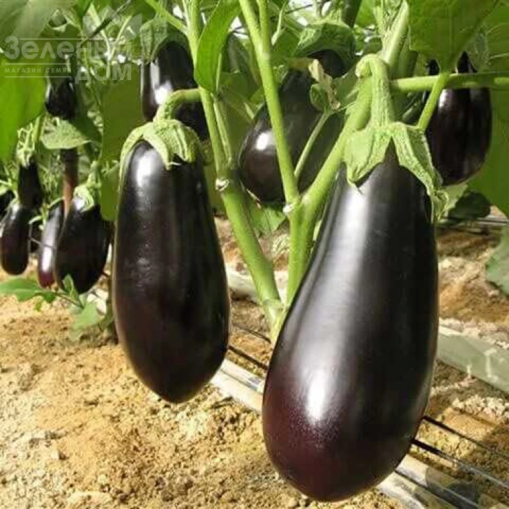 Класик / Clasic,60-70  дней фото 1