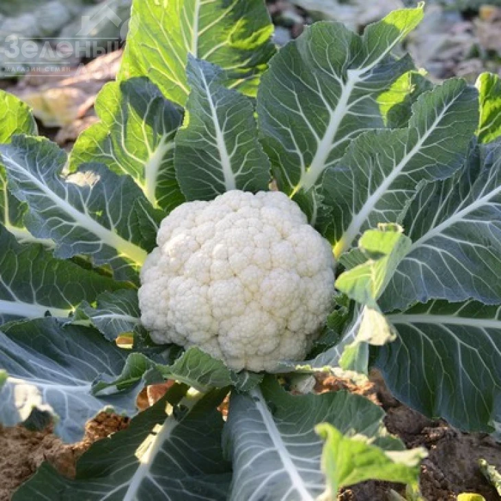 СВ 5818 AC F1 / SV 5818 AC F1 фото 1