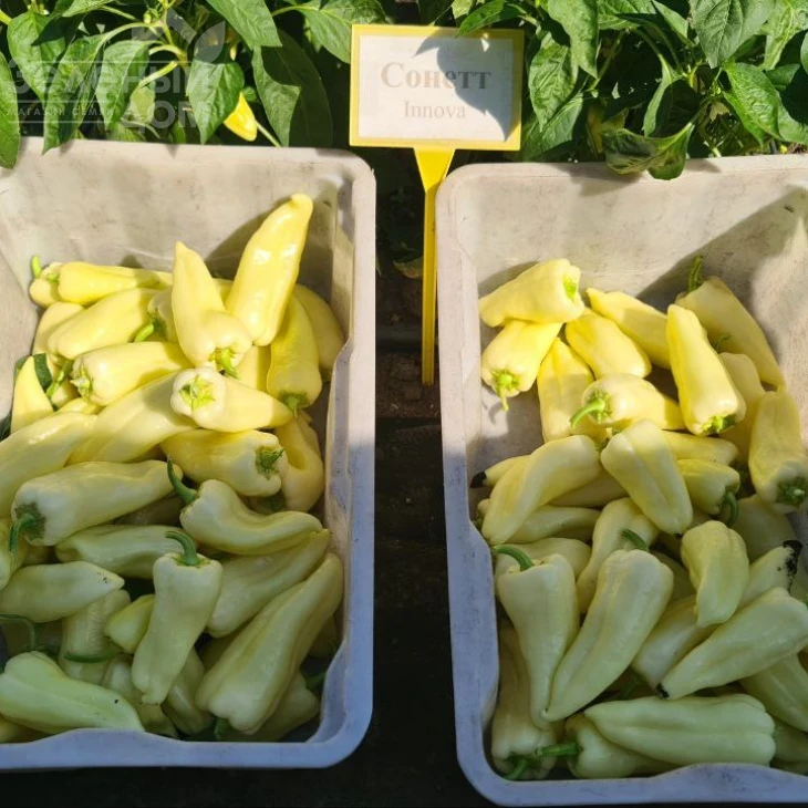 Сонетт F1 / Sonett F1, 70-75 дней фото 5