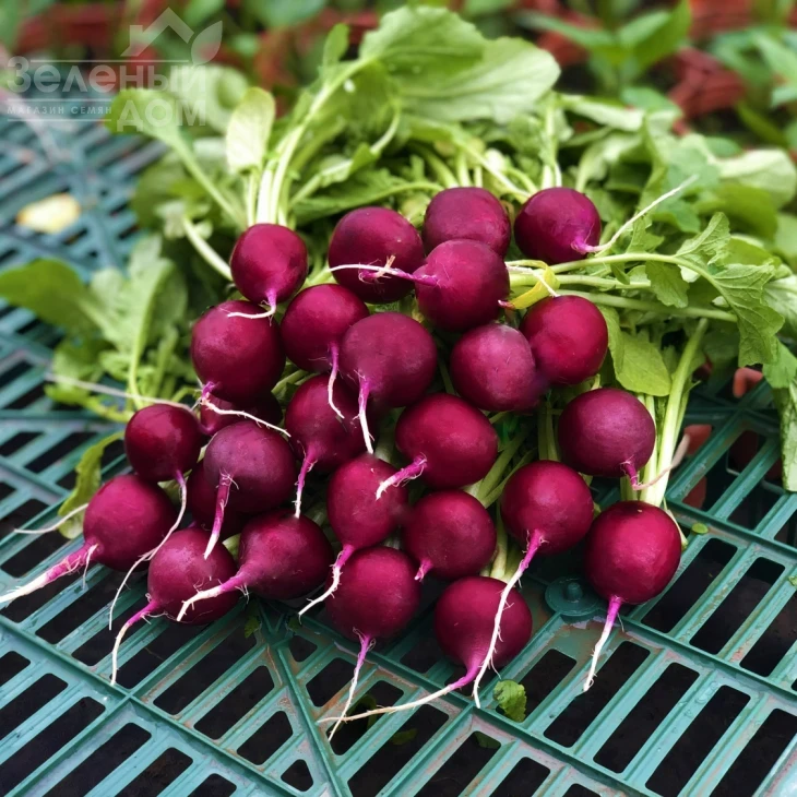 Пурпелла F1 / Purpella F1 фото 2