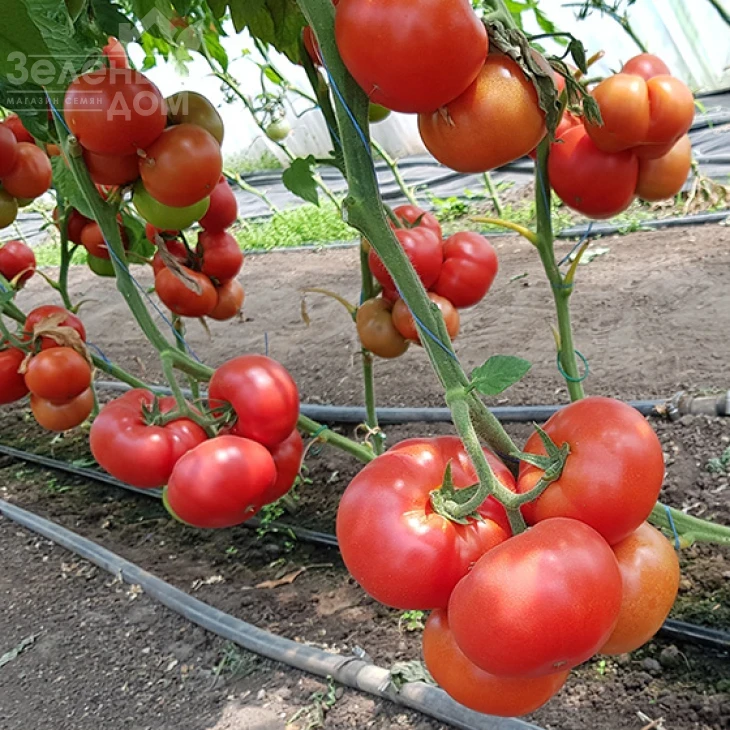 Рестлер F1 / Wrestler F1 фото 2