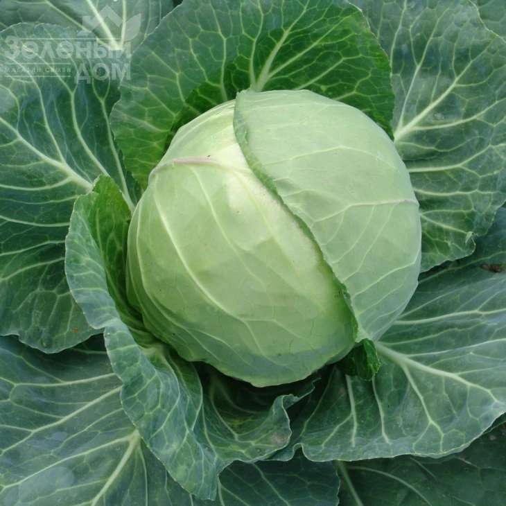 Динамик F1 / Dynamic F1,60-65 дней фото 1