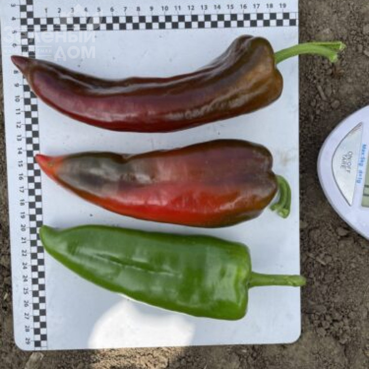 Конік F1 / Konik F1, 60 днів фото 1