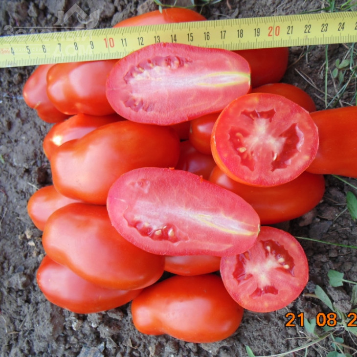 Сан Парадайс F1 / Sun Paradise F1, 110-115 днів фото 2