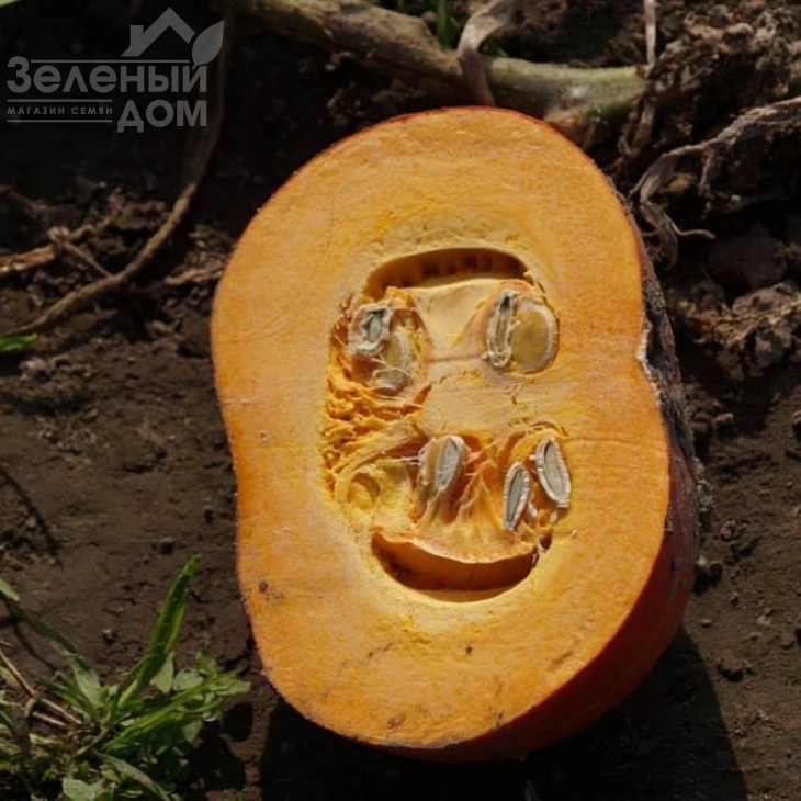 Брайт Саммер F1 / Bright Summer F1, 75-80 днів фото 4