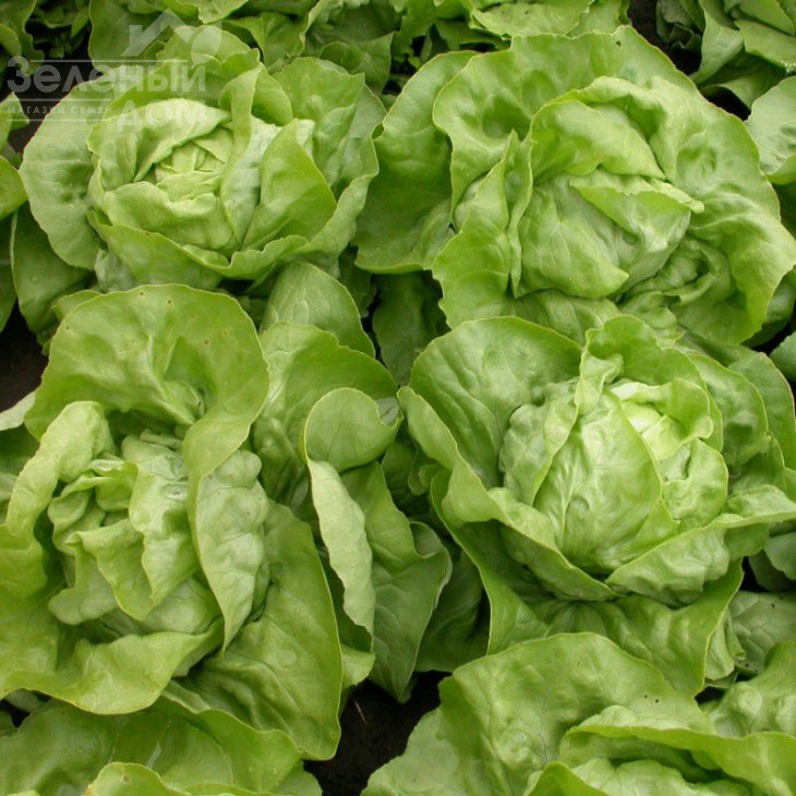 Меркуріон / Merkurion фото 1