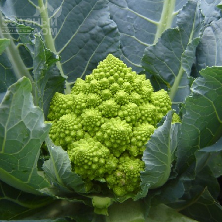 Пунтоверде F1 / Puntoverde F1,75-85 днів фото 2