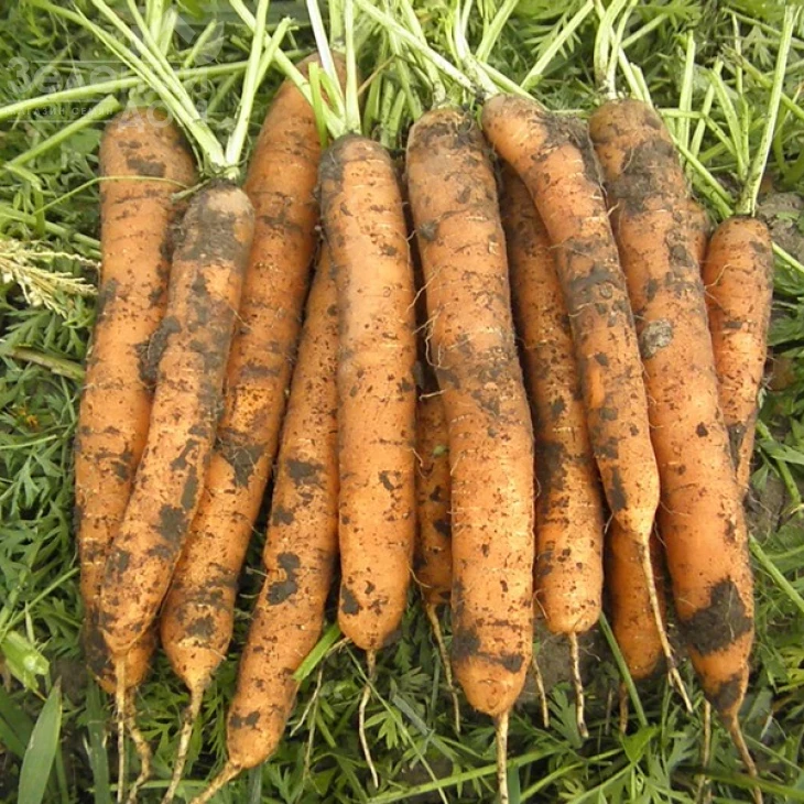 Джерада F1 / Jerada F1,100-110 дней фото 1