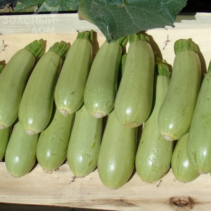 Асма F1 / Asma F1,40-45 дней фото 2