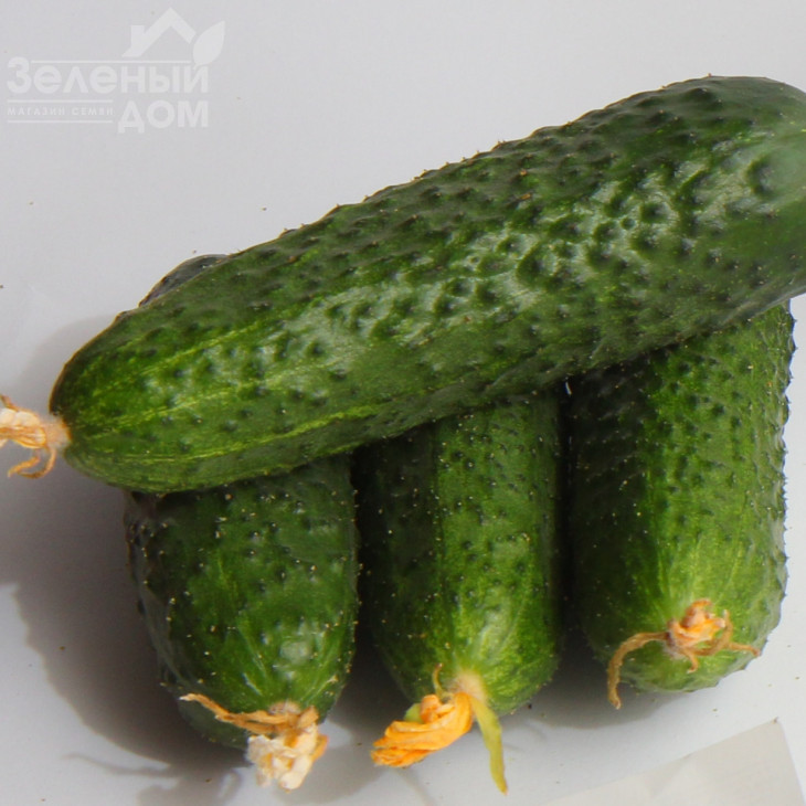 Міміно F1 / Mimino F1,40-45 днів фото 1