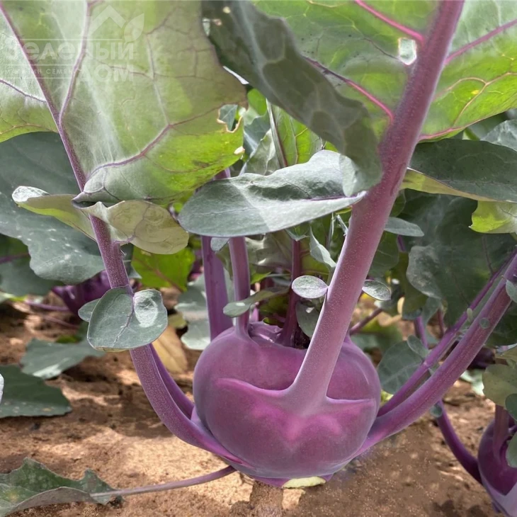 Констанс F1 / Konstance F1, 68 дней фото 2