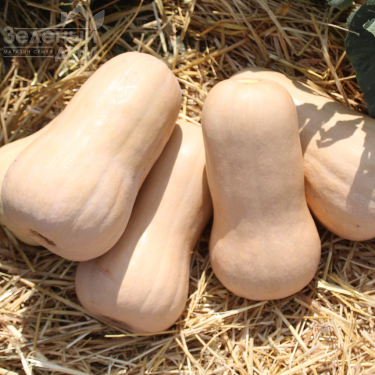 Атлас F1 / Atlas F1,85-100 днів фото 1