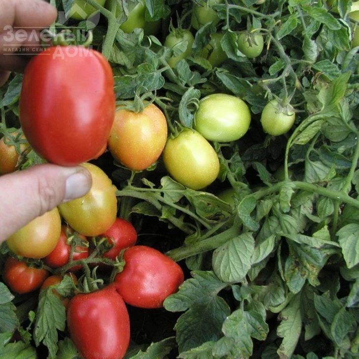 Орбит / Orbit,70-80 дней фото 1