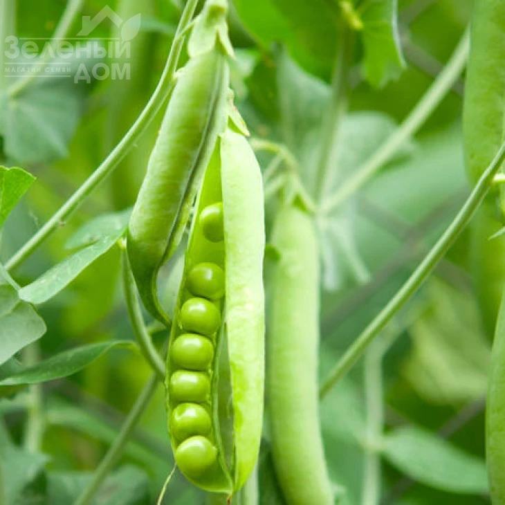 Эдди / Eddi фото 2