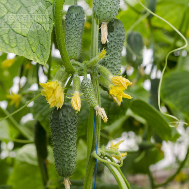 Арктика F1 / Arcticа F1,33-40 днів фото 1