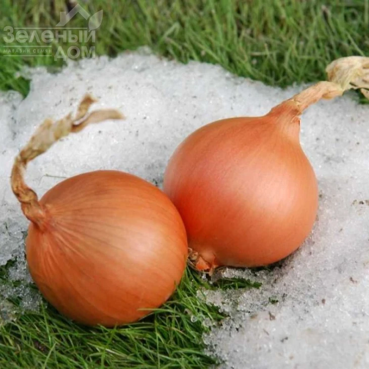 Экстра Эрли Голд F1 / Extra Early Gold F1,240 дней фото 1