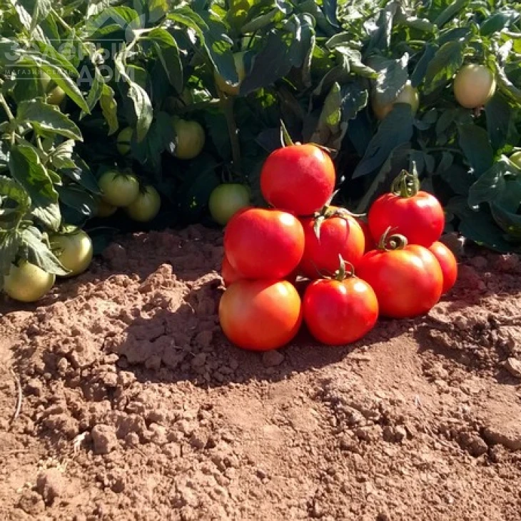 Бехрам F1 / Bekhram F1,95-100 дней фото 2