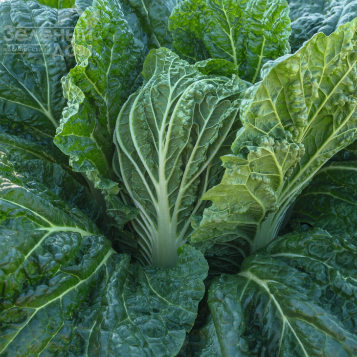 Базуко F1 / Bazuko F1,70-75 днів фото 2