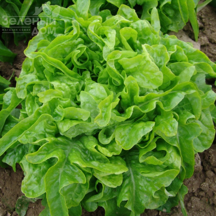 Дубачек / Dubachek,50-55 днів фото 1