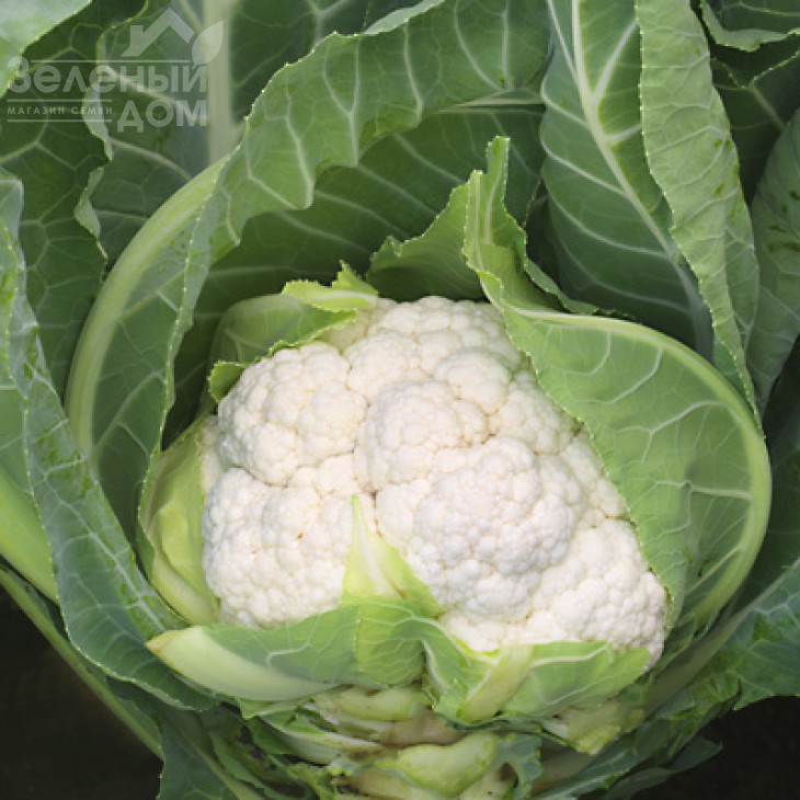 Аероспейс F1 / Aerospace F1,70-75 днів фото 1