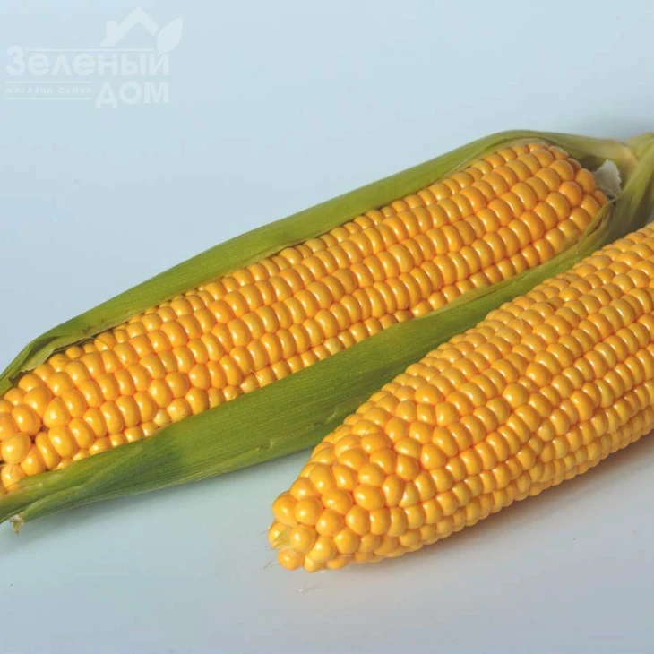 Тайсон F1 / Tyson F1,80 дней фото 3