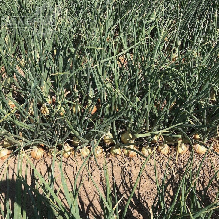 Техас Грано / Texaz Grano, 80-85 днів фото 1