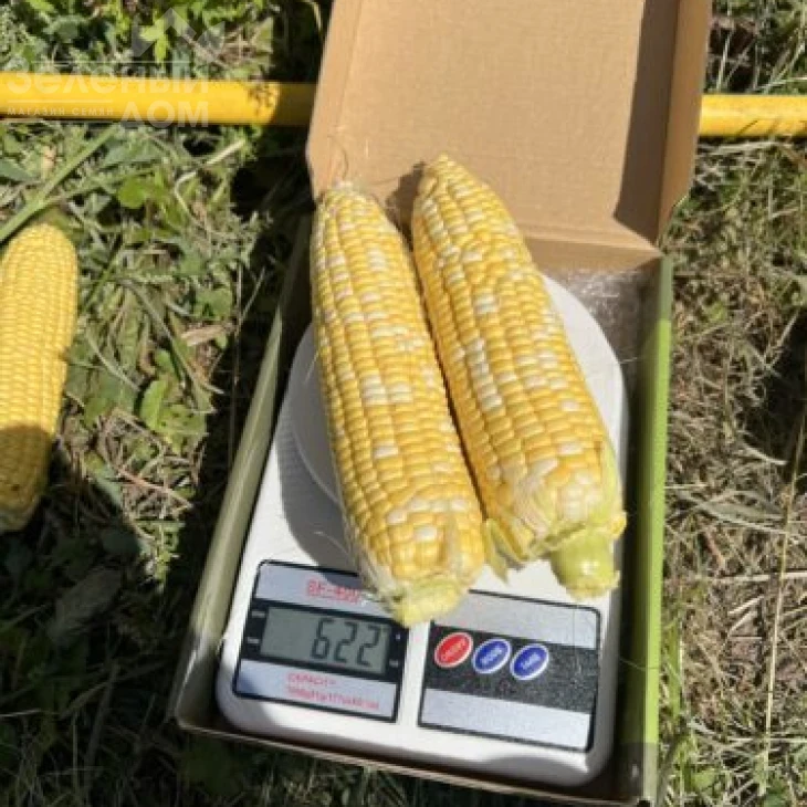 Обедиент F1 / Obediyent F1 фото 5