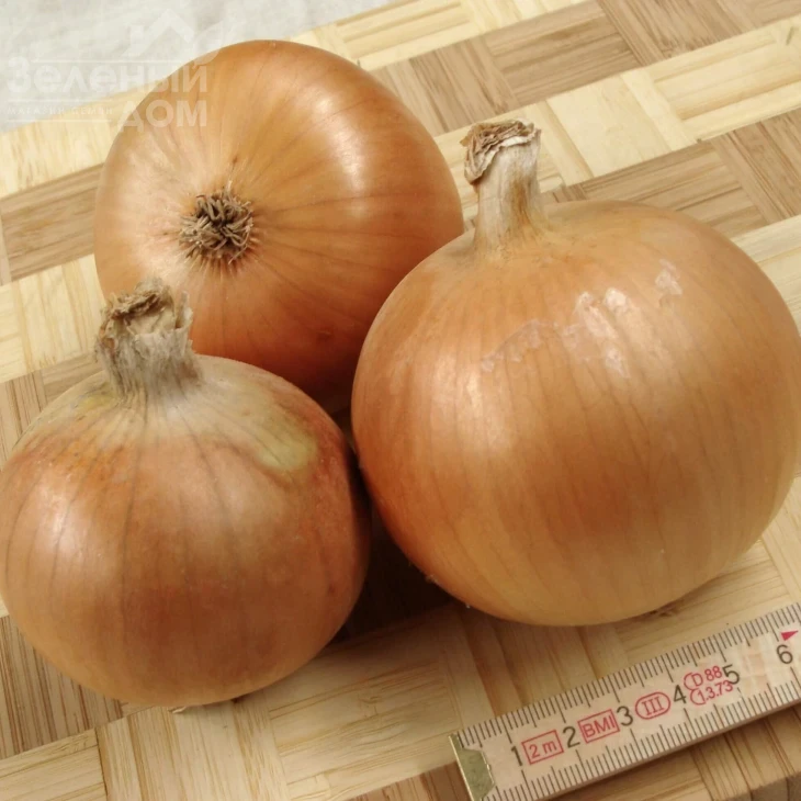 Болеро F1 / Bolero F1, 123-128 дней фото 1