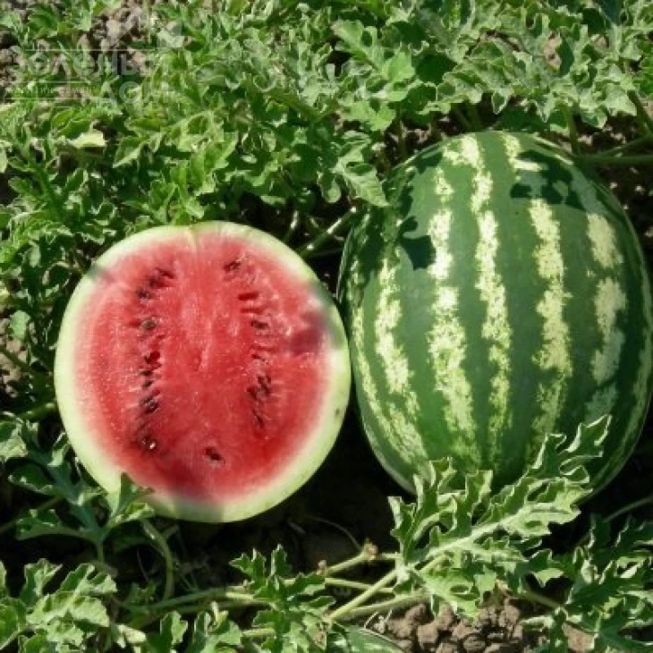 Кримсон свит / Crimson sweet (Clause),80 дней фото 3