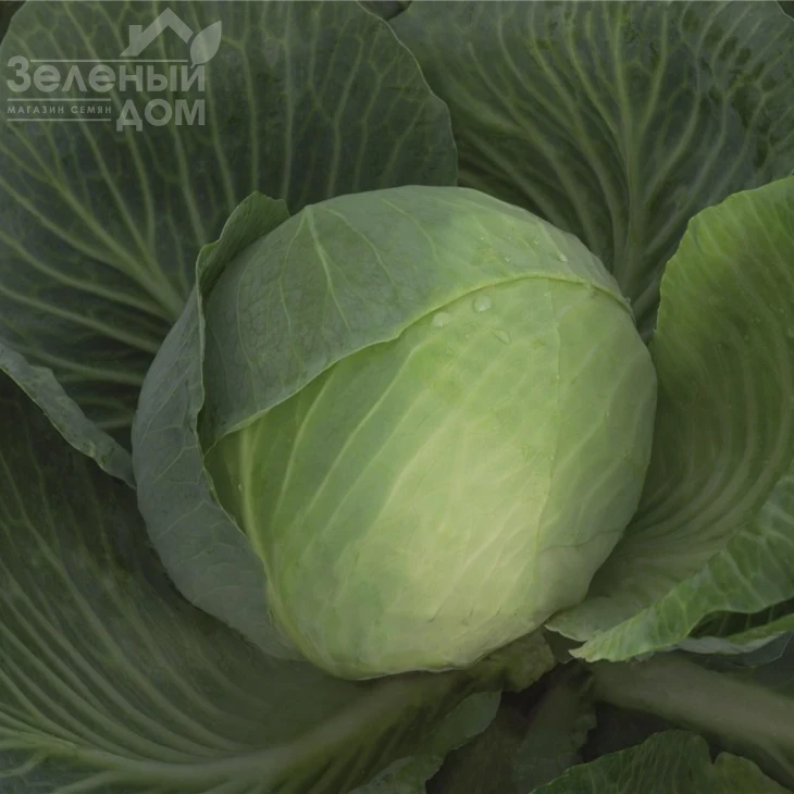 Закапа F1 / Zacapa F1,140 дней фото 1