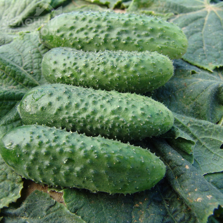 Алгамбра F1 / Algambra F1 фото 1