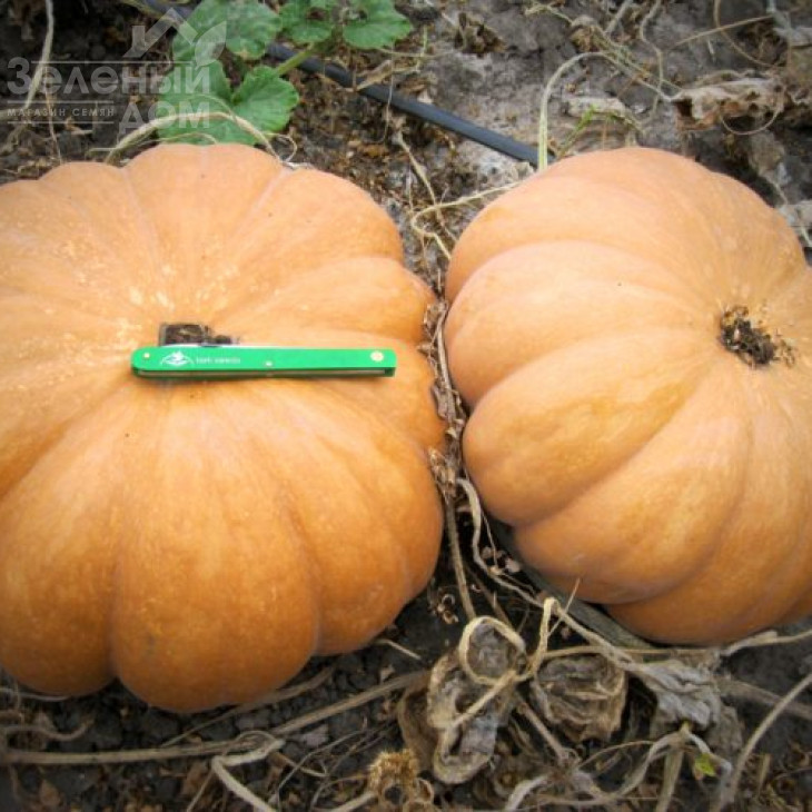 Вест / West фото 2