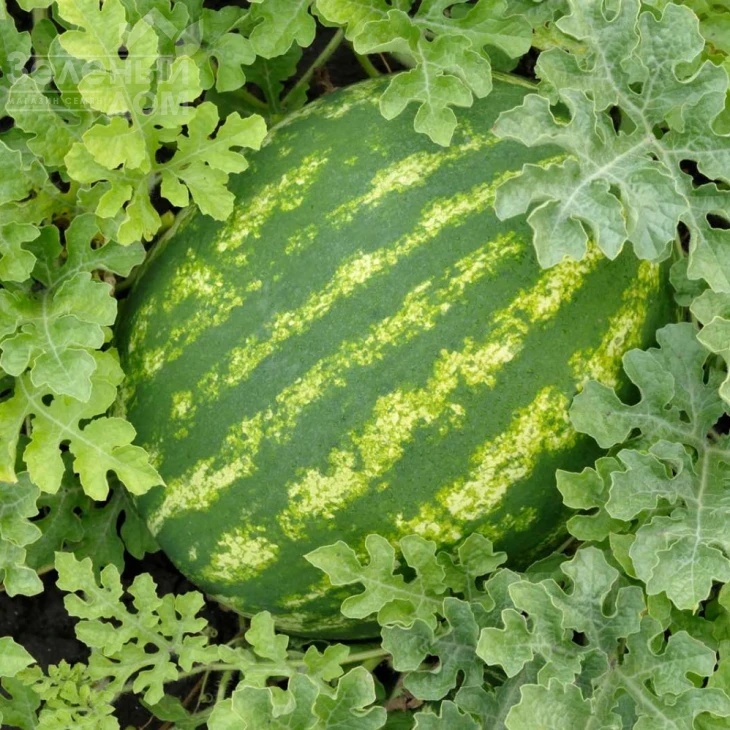 Барака F1 / Baraka F1, 62-64 дня фото 2