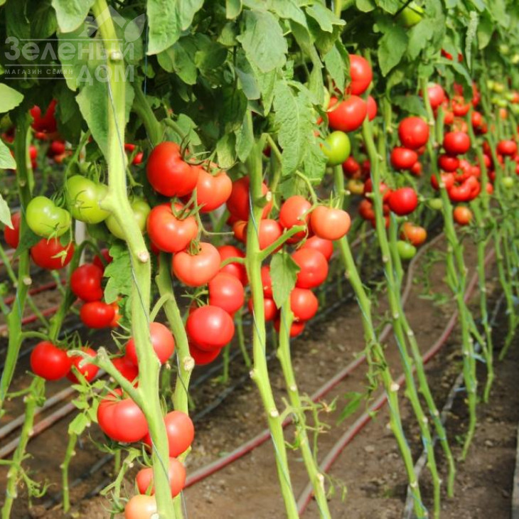 Пінкі Фавор F1 / Pinky Favor F1 фото 3